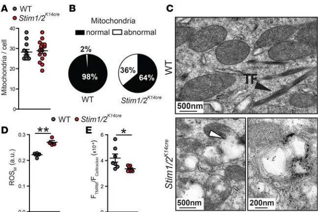 Figure 8). To further detect changes in cyto-