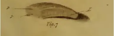 Figure 5.4 Bone Earth Calculi 
