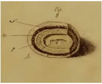 Figure 5.8 Compound Calculi 