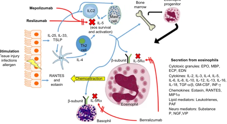 Figure 1 Eosinophil (eos) trafficking and maturation in asthma.Notes: Stimulation at the epithelial cell surface leads to the generation of cytokines and chemokines that increase production of iL-5