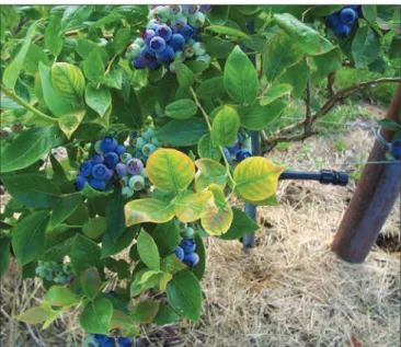 Figure 1. Yellow foliage caused by high-pH soil. 
