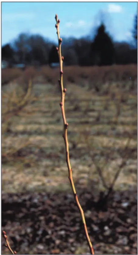 Figure 2. Fruit  buds are “fat” 
