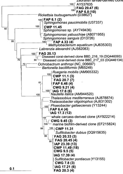Figure 2.4: 16S rRNA gene-based phylogenetic tree showing position of phylotypes in comparison to other members of the class Alpha-proteobacteria