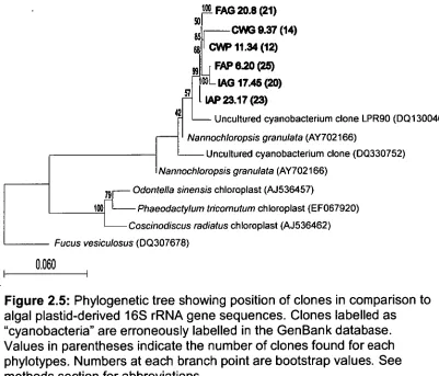 Figure 2.5: Phylogenetic tree showing position of clones in comparison to algal plastid-derived 16S rRNA gene sequences