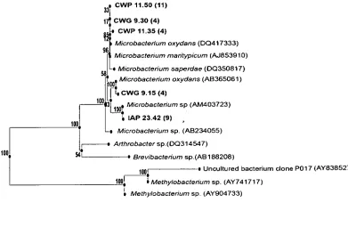 Figure 2.6: 16S rRNA gene-based phylogenetic tree showing position of Actinobacteria, clones in comparison to closely related members of the phylum indicate the number of clones found for each phylotype