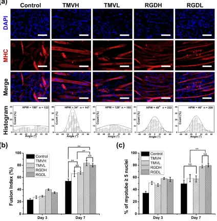 Figure 1.7.  Alignment and differentiation of myotubes. (a) Fluorescent images of the C2C12 cells with the induction of differentiation for 7 days on the tubes with different NPs