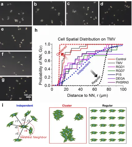 Figure 2.4. Growth patterns of differentiated N2a cells on TMV substrates. SEM images of differentiated N2a cells (24 hours in differentiated media) on TCP (a) and wildtype- (b), RGD1- (c), RGD7- (d), P15- (e), DGEA- (f), PHSRN3-TMV (g) substrates