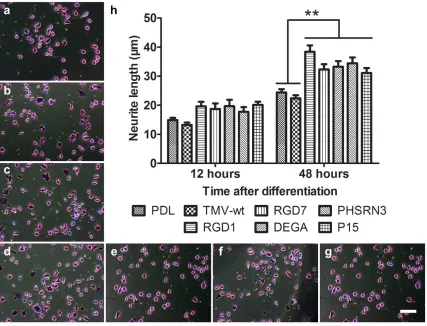 Figure 2.5. Neurite outgrowth of N2a cells on TMV substrates. Images are typical fields of differentiated N2a cells (48 hours in differentiation media) on PDL (a) and wildtype- (b), RGD1- (c), RGD7- (d), P15- (e), DGEA- (f), PHSRN3-TMV (g) substrates