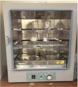 Figure 3.7 Masticatory muscles in 10% sulfuric acid solution and cooking at 70° C. 