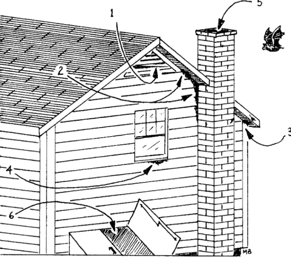 Figure 3. The most common entranceways for bats entering a home include (1) an un- un-screened attic vent, (2) a crack or separation where the chimney meets the house, (3)  a hole or crack under a rotted eave, (4) rotted window sills or loose-fitting scree