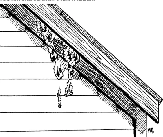 Figure 4. A typical bat colony entrance can often be recognized by a stain below it.