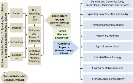 Figure 2: The Structure of Forward and Backward Linkage Impacts Associated with the Human Genome  Sequencing     Thus, this report provides multiple analyses and information resources to spur consideration and  discussion. It provides:  •  A quantitative m