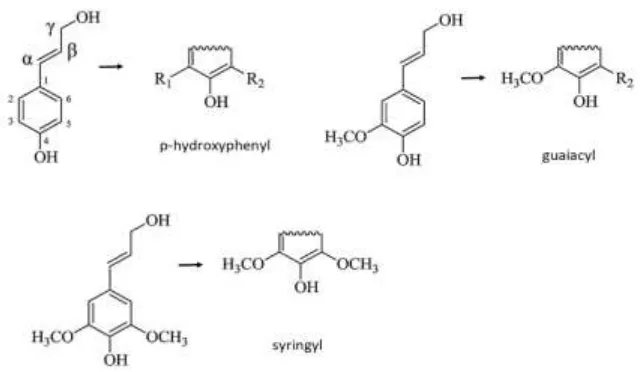 Figure 1. Lignin precursors and its corresponding structures in lignin polymers 