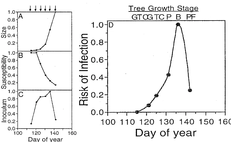 Figure I.2 − Changes in leaf cluster size (A); susceptibility to scab (B); and amount of airborne inoculum of Venturia inaequalis (C) with growth stage of McIntosh trees