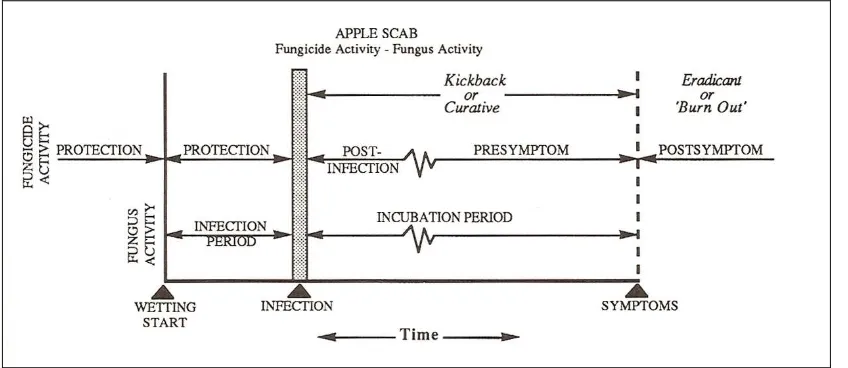 Figure I.7 scab in relation to fungus (−−−− The type of activity of fungicides applied as sprays to apple trees for control of apple V