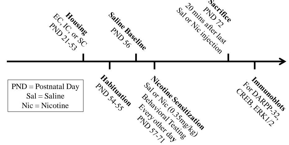 Figure 2.1. Timeline of the experimental paradigm starting on postnatal day 21 of EC, IC, and SC rats used for the nicotine sensitization experiments involving locomotor activity and assessment of intracellular signaling proteins