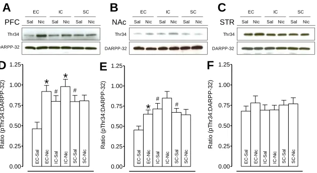 Figure 2.5. Levels of pDARPP-32 Thr34 and total DARPP-32 in the prefrontal cortex (PFC), nucleus accumbens (NAc) and   striatum (STR) in EC, IC, and SC rats