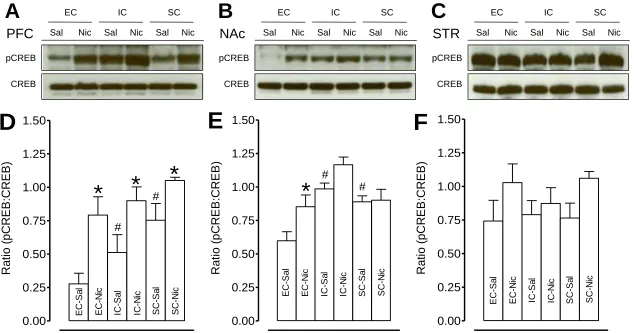 Figure 2.6.  Levels of pCREB and total CREB in the prefrontal cortex, nucleus accumbens, and striatum in EC, IC, and SC rats