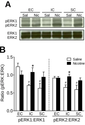 Figure 2.7. Levels of pERK1/2 and ERK1/2 in the prefrontal cortex (PFC) of EC, IC, and SC rats treated repeatedly with nicotine or saline