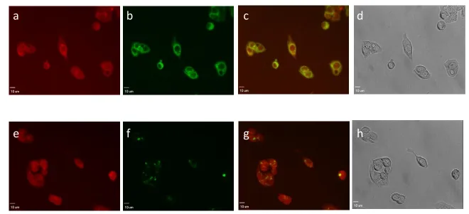 Figure 1.8. Fluorescence (a-c, d-g) and bright field images (d, h) of live Hepg2/C3A. Upper: Hepg2/C3A was co-stained with 50 µM sensor 2 (red) and MitoTracker (green) for 0.5 h