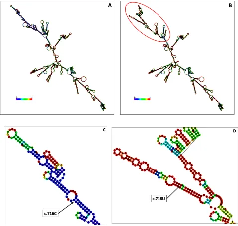 Fig. 2.  type (C) and variant (D) mRNA secondary showing the nucleotide substitution of C to T at position c.716