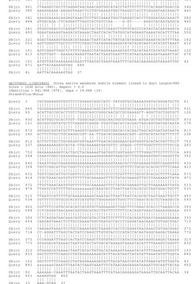 Figure 3. Sequence analysis of fragments amplified by pTA248, gene-specific marker using NCBI’s BLAST