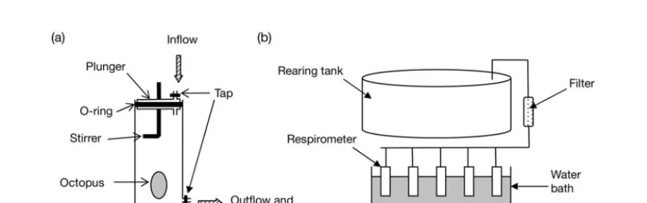Fig. A1. (a) Respirometer design and (b) experimental setup for the oxygen consumption experiment