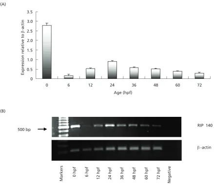 Figure 4 shows that RIP 140 transcripts were detected at the 1-cell stage (0 hpf) and the segmentation stage (11 hpf), Expression relative to 2.0