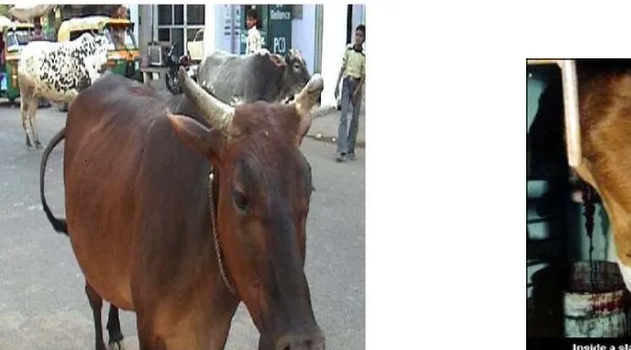 Fig. 2  Chennai Cows (left, photo: CA.Cranston) Slaughterhouse (right) Source: Slaughterhouse source: Compassionate Action for Animals, http://www.exploreveg.org/issues/i/inside_slaughterhouse.jpg  