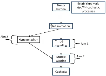 Figure 1.1 Overall Working Model: Working model of the focus of each of the three specific aims