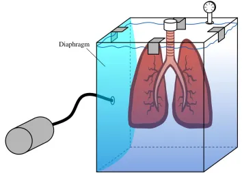 Figure 2.5. Ventilation Chamber Concept 4. Diaphragm placed parallel beside lungs, which  are attached to lid and open to atmosphere