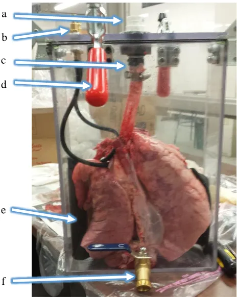 Figure 3.2. Image of Prototype 2. (a) Spirometer attachment piece, (b) fittings for pump  attachment and tube attachment from bladder, (c) trachea attachment barb, (d) clamp to close chamber, (e) bladder, (f) valve to allow adjustment of fluid inside chamb