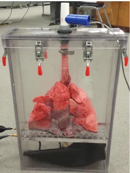Figure 3.3. Prototype 3: Final Chamber Design. Clamps present, spirometer attached,  gasket, bladder attached to box to act as diaphragm below shelf to protect diaphragm from interference by lungs, which are present