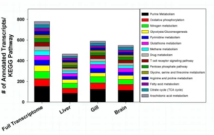 Figure 1.5: Categorization of T. bernacchii unigenes to KEGG biochemical pathways. A 