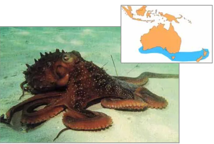Figure 1.3  Octopus maorum (image from: Norman 2000) and its distribution (map from: Norman & Reid 2000)
