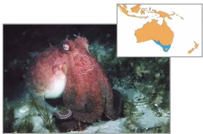 Figure 1.4  Octopus pallidus (image from: Norman 2000) and its distribution (map from: Norman & Reid 2000)