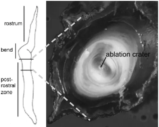Figure 3.2  Location of elemental analysis within the stylet structure shown by the ablation crater (the result of a 35 µm spot ablation)