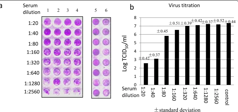 Figure 3 Neutralization of GCRV by anti-VP5 polyclonal antibodythe figure (Lanes 1-4), with the diluted preimmunized sera served as control sera here (Lane 6)