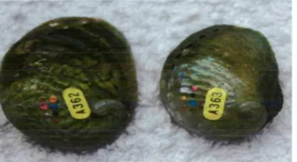 Figure 1: Tagged abalone (image provided by CSIRO Marine and Atmospheric Research (CMAR) 