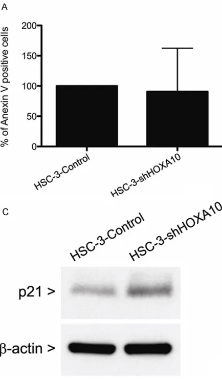 Figure 3. Inhibition of HOXA10 alters proliferation but not apoptosis in HSC-3 cells. A