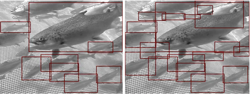 Figure 4.4: Example ﬁsh images