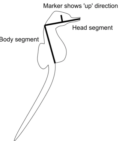 Figure 4.6: Example seahorse images