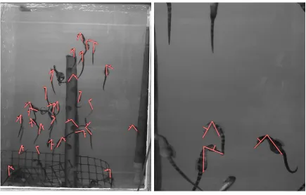 Figure 4.8: Example seahorse images, annotated with testing positives