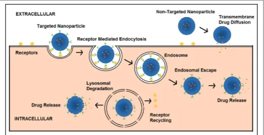 Figure 1: Scheme illustrating differences in drug release and cellu-lar localization for targeted and non-targeted PEGylated polymeric nanoparticles