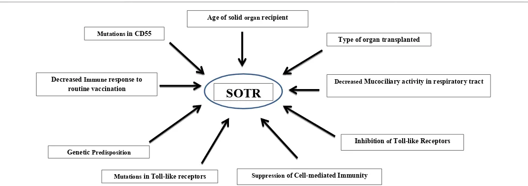 Figure 1: shows the different possible mechanisms increasing susceptibility to influenza virus infection in solid organ transplant recipients (SOTR)