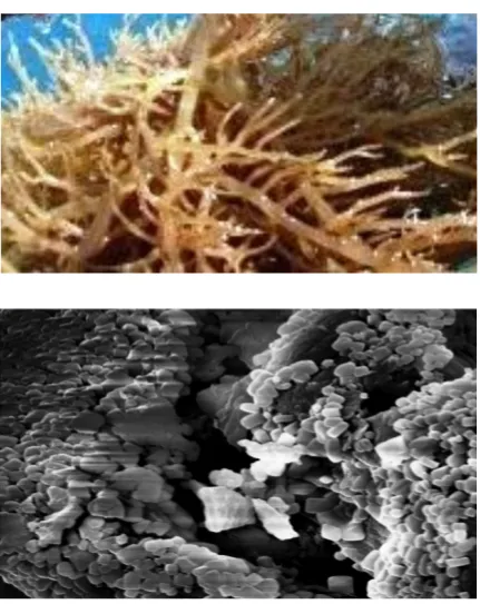 Figure  1.  Scanning  electron  micrographs  of  (a)  raw  Kappaphycus alverazii under naked eye, (b) raw Kappaphycus alverazii under scanning electron microscope!
