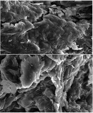 Figure 1. Scanning Electron Micrographs of treated Kappaphycus alverazii (Heating Treatment in Acidic Solution at High Temperature)