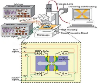 Fig. 6 -  Dielectrophoresis technique 