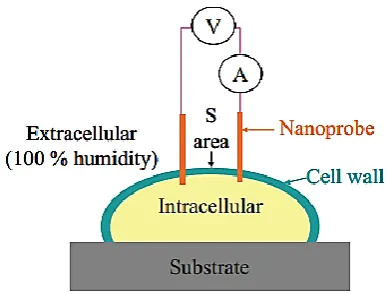 Fig. 10 -  Manual Nano Manipulator under E-SEM(Environmental Scanning Microscopy)  