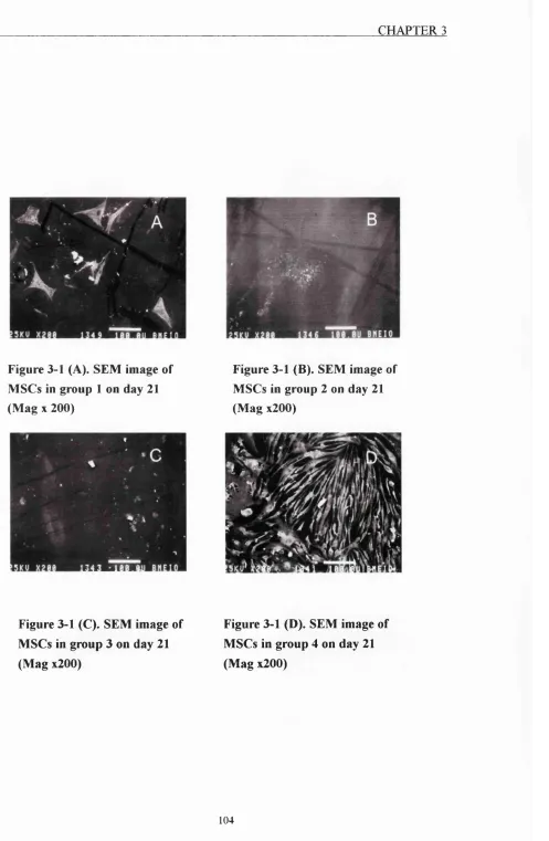 Figure 3-1 (A). SEM image of 